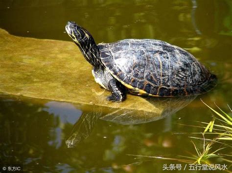 家裡養烏龜 風水